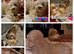 Shihpoo