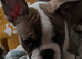 French bull dog