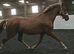 Dutch KWPN Mare