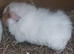 Guineapig