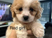 F1 Cavapoo’s ready to go - 1 boy & 3 girls