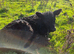 2 black galloway cows with heifer calves at foot for sale
