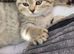 Chinchillas Scottish fold kittens