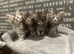 Maine Coon Kittens
