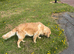 Golden retrievers for sale good homes only
