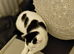 Female kitten for sale
