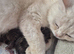 STUNNING BRITISH SHORTHAIR BOYS