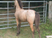 Buckskin/spotty WPB colt