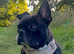 Rehome french bulldog
