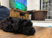 Beautiful puppy cockapoo girl