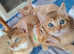 Beautiful Devon Rex x Abyssinian Kittens