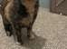 Female cat