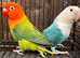 Fischer lovebirds various mutations