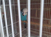 Beautiful exhibition male budgie