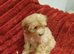 Miniature Labradoodle Litter