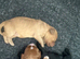 Adorable cockapoo puppies