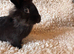 Elvis male lion head x mini lop