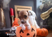 Jack Russell puppy