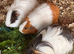 Male Guinea Pigs Looking for Loving Homes