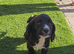 Cocker spaniel puppies ready now