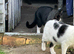 Two cats