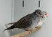 Diamond dove