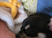 Tricoloured chihuahua puppy