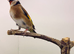 2024 goldfinch cock very healthy