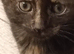 Beautiful , playful loving kittens