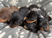 Beautiful mini dachshunds!! ALL SOLD