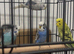 Baby Budgies available £75 a pair