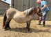 Registered three year old standard shetland