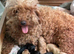 Miniature Poodle Puppies