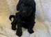 F1 cockapoo puppys