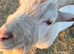 Male goat