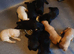 9 stunning Labrador puppies