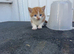 Cute kittens available for adoption