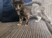 Kittens for sale