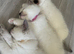 PURE BRED male seal point ragdoll kitten for sale, ready in 1 week
