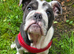 English bulldog puppy