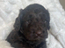 Chocolate Cockapoo puppies