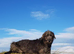 Irish Wolfhound Stud