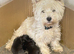 WESTNAL PUPPIES FOR SALE - 5* licenced breeder