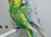 Pair of Helicopter budgies (hagoromo) for sale
