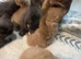 Chocolate bsh kittens available