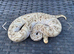 2024 Male Pastel Mojave GHI Clown