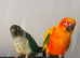 Sun conure