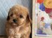 Beautiful 1st generation cavapoos