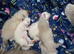 3week ragdoll kitties