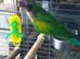 Tame baby Derbyan Parrot